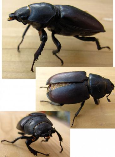 Lucanus cervus